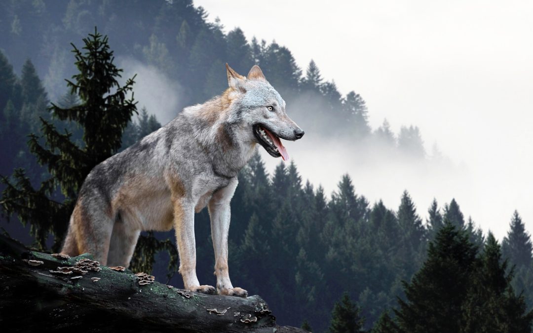 Die Wölfe in den Vogesen